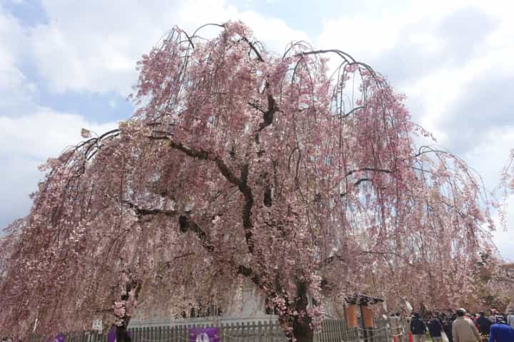 弘前公園の満開のシダレザクラ