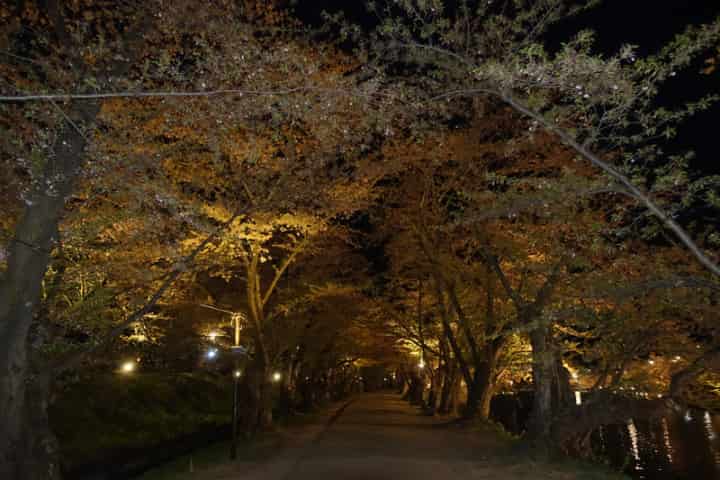 夜の桜のトンネル