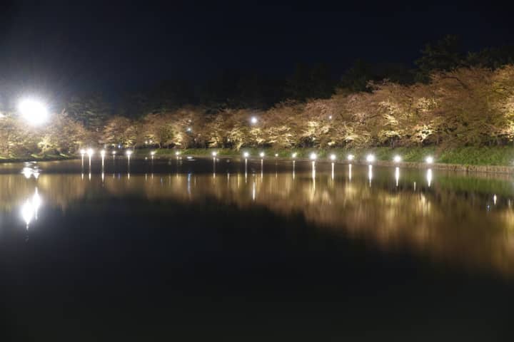 ライトアップされた池と桜の木